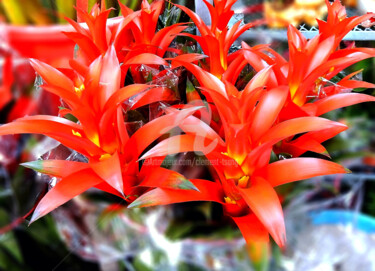 Orange Billbergia pyramidalis Lindl in Hong Kong Fotografía titulada "Orange Billbergia p…" por Clement Tsang, Obra de arte original, Fotografía digital