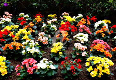 Photography titled "Flower Field in my…" by Clement Tsang, Original Artwork, Digital Photography