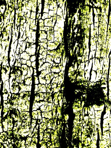 Wood 21e2 Photography titled "Wood 21e2" by Ken Lerner, Original Artwork, Digital Photography