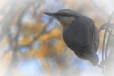 Photography titled "Sittelle torchepot" by Dominique Guillaume, Original Artwork, Digital Photography