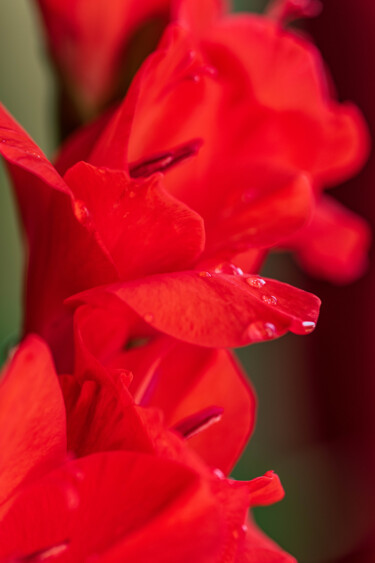 Les fleurs rouges Photographie intitulée "Les fleurs rouges" par Brigitte Marcotte, Œuvre d'art originale, Photographie manipulée