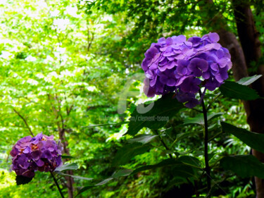 Japan - Hydrangea macrophylla II Photographie intitulée "Japan - Hydrangea m…" par Clement Tsang, Œuvre d'art originale, Photographie numérique