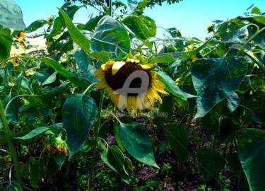 Japan - Yellow Sunflower Photographie intitulée "Japan - Yellow Sunf…" par Clement Tsang, Œuvre d'art originale, Photographie numérique