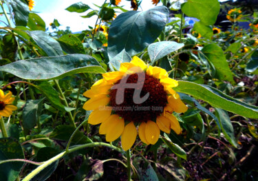 Japan - Large Yellow Sunflower Photographie intitulée "Japan - Large Yello…" par Clement Tsang, Œuvre d'art originale, Photographie numérique