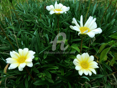 Japan - Gazania Rigens Photographie intitulée "Japan - Gazania Rig…" par Clement Tsang, Œuvre d'art originale, Photographie numérique