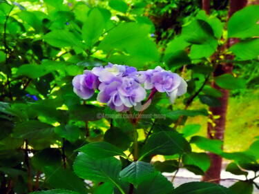 Japan - Hydrangea macrophylla III Photographie intitulée "Japan - Hydrangea m…" par Clement Tsang, Œuvre d'art originale, Photographie numérique