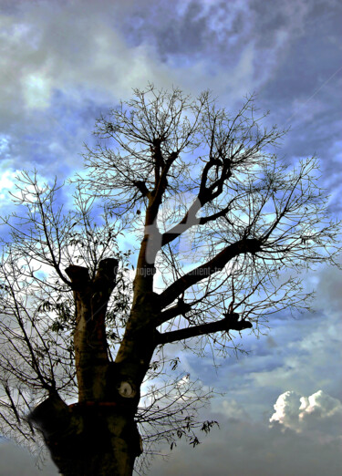 Blue Sky and Bare Tree in Macau Photographie intitulée "Blue Sky and Bare T…" par Clement Tsang, Œuvre d'art originale, Photographie numérique