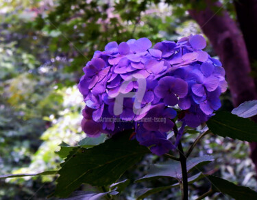 Japan - Hydrangea macrophylla I Photographie intitulée "Japan - Hydrangea m…" par Clement Tsang, Œuvre d'art originale, Photographie numérique