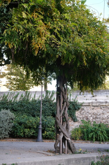 Un arbre à Paris