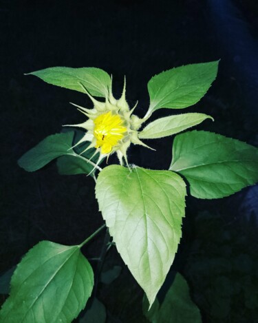 "Girasole in notturna" başlıklı Fotoğraf Patrizia Micheloni (Pz20FantaGhiro) tarafından, Orijinal sanat, Dijital Fotoğrafçıl…