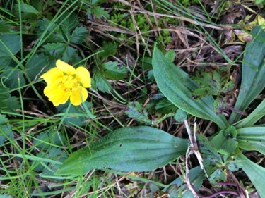 Photographie intitulée "Eclat jaune" par Camille R., Œuvre d'art originale, Photographie non manipulée
