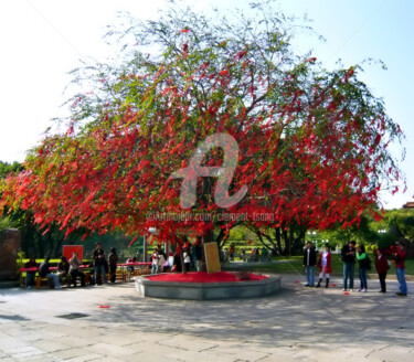 Photography titled "Red Lucky Tree in C…" by Clement Tsang, Original Artwork, Digital Photography