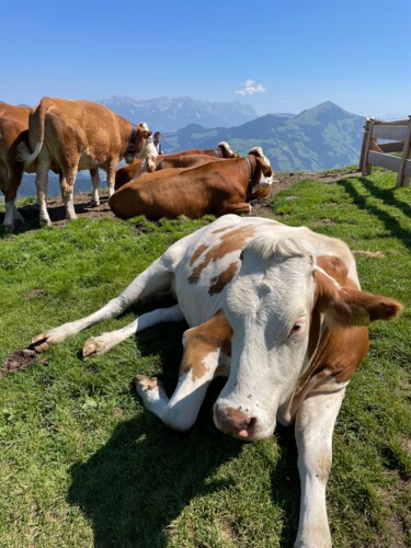 Fotografie mit dem Titel "Vacas" von Maria Lucrecia Serrat, Original-Kunstwerk, Digitale Fotografie