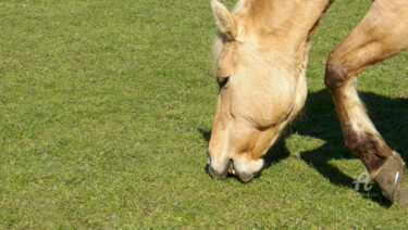 Horse tooth jaw details and hoof above thin spring grass 摄影 标题为“Horse tooth jaw det…” 由Cédric Hajiji, 原创艺术品, 数码摄影
