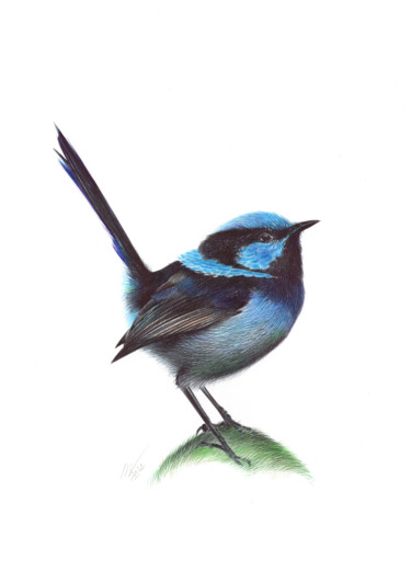 Superb Fairywren (Realistic Ballpoint Pen Bird Portrait) 图画 标题为“Superb Fairywren (R…” 由Daria Maier, 原创艺术品, 圆珠笔