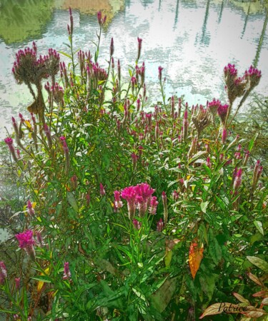 Flowers that love water Fotografie getiteld "Flowers that love w…" door Patrick John Bennett (Patrice), Origineel Kunstwerk, Digitale fotografie
