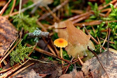 Фотография под названием "Toadstool" - Sergejs Garijs, Подлинное произведение искусства, Цифровая фотография
