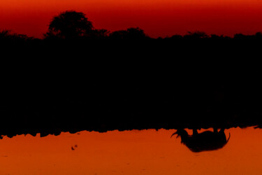 Photographie intitulée "Reflet de Rhino" par Mathieu Pujol, Œuvre d'art originale, Photographie numérique Monté sur Aluminium