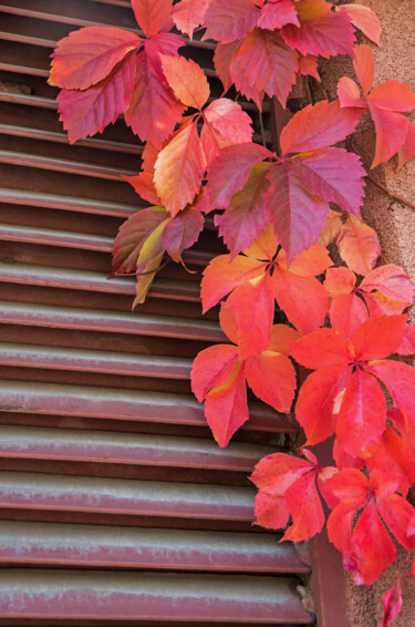 摄影 标题为“Autumn colors of le…” 由Art$Art, 原创艺术品, 数码摄影