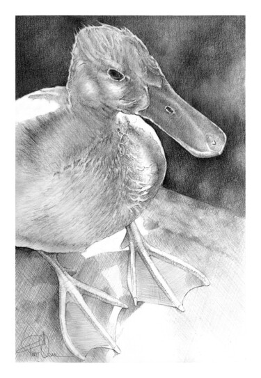 제목이 "Little duck"인 미술작품 Fikret Özcan로, 원작, 흑연