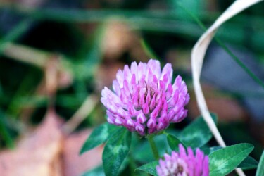 Фотография под названием "Clover" - Sergejs Garijs, Подлинное произведение искусства, Цифровая фотография