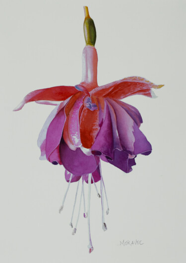 제목이 "Fuchsia"인 미술작품 Dietrich Moravec로, 원작, 수채화