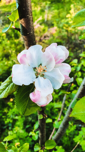 Фотография под названием "Blooms" - Sergejs Garijs, Подлинное произведение искусства, Цифровая фотография