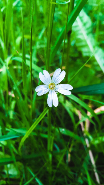 Фотография под названием "Floret" - Sergejs Garijs, Подлинное произведение искусства, Цифровая фотография