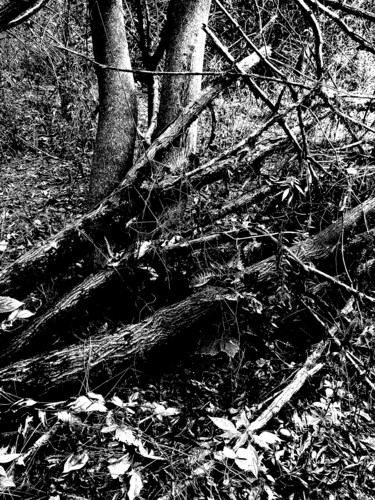 Drawing titled "Forest" by Damir Kamenar, Original Artwork, Ink