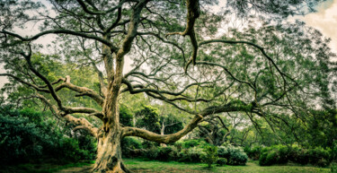 Photography titled "Le Tentaculaire" by Jean-Guy Nakars, Original Artwork, Digital Photography