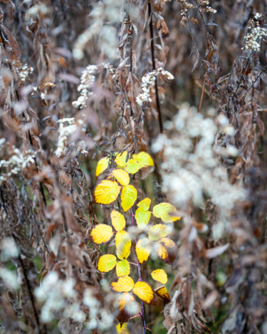 Fotografía titulada "Season's Last Gasp" por Gwendolyn Roth, Obra de arte original, Fotografía digital