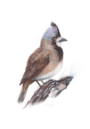 Crested Bellbird (Realistic Ballpoint Pen Bird Portrait) 图画 标题为“Crested Bellbird (R…” 由Daria Maier, 原创艺术品, 圆珠笔