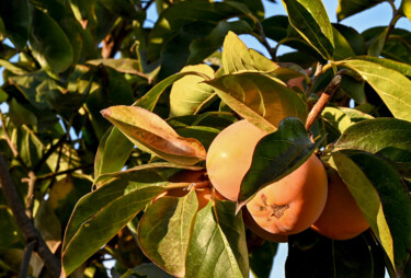 Fotografia intitulada "Persimmon" por Tanya Shark, Obras de arte originais, Fotografia digital