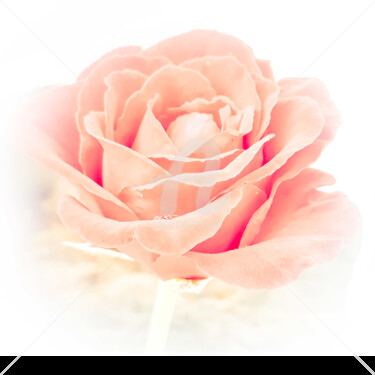 Photography titled "Coral peach delicat…" by Diana Editoiu, Original Artwork, Digital Photography