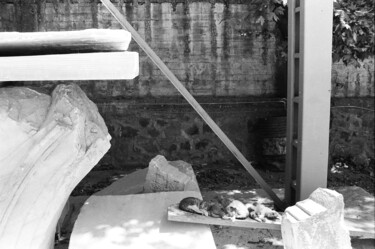 Photographie intitulée "Chats d'Agora" par Arnaud Dubois, Œuvre d'art originale, Photographie argentique