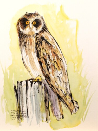 Hibou des marais au musée de la nature de St-Tite-des-Caps Drawing titled "Hibou des marais au…" by René Blanchet, Original Artwork, Ink