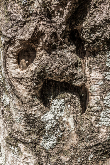 Photography titled "nó na madeira 4. pa…" by Nino Rocha Fotografia, Original Artwork, Digital Photography