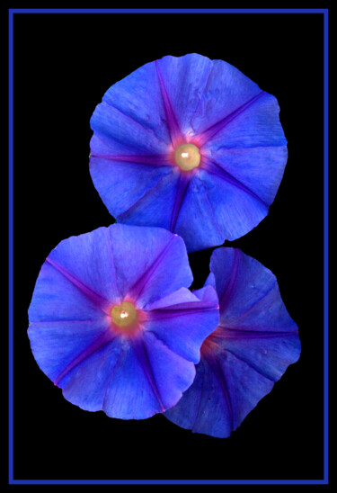 Photography titled "Morning Glory" by Duncan Bennett, Original Artwork, Digital Photography