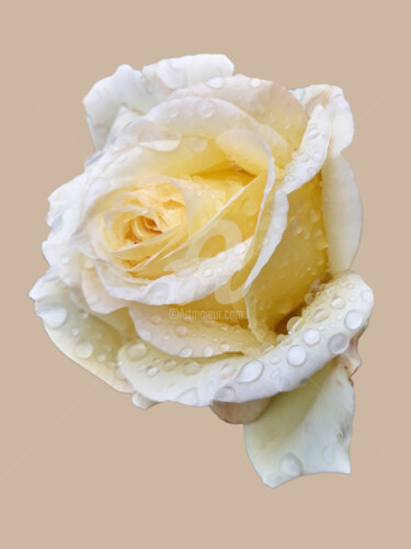 White rose after the rain Photographie intitulée "White rose after th…" par Diana Editoiu, Œuvre d'art originale, Photographie numérique