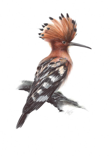 Eurasian Hoopoe II (Realistic Ballpoint Pen Bird Portrait) Disegno intitolato "Eurasian Hoopoe II…" da Daria Maier, Opera d'arte originale, Biro