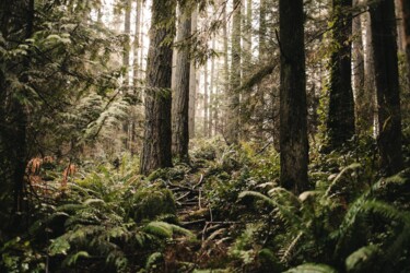 Photographie intitulée "Out in the woods" par Chatz Schwab, Œuvre d'art originale, Photographie numérique