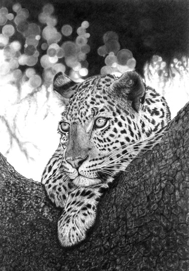 Resting Leopard 2022 Dessin intitulée "Resting Leopard 2022" par Paul Stowe, Œuvre d'art originale, Graphite