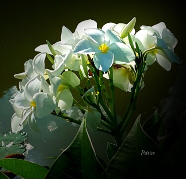 Blooms of Jasmine. Photography titled "Blooms of Jasmine." by Patrick John Bennett (Patrice), Original Artwork, Non Manipulated Photography