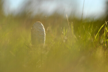 Photographie intitulée "Vue sur l'été depui…" par Aurélia Brunet, Œuvre d'art originale, Photographie numérique Monté sur Au…