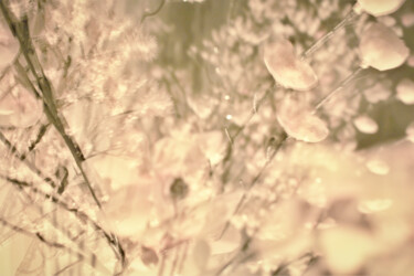Photography titled "Douceur de rose" by Magic Glance, Original Artwork, Digital Photography