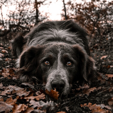 "Buddy" başlıklı Fotoğraf Taïka tarafından, Orijinal sanat, Fotoşopsuz fotoğraf