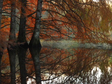 Photography titled "Cyprès chauves" by Florence Pouget-Landrieu, Original Artwork, Digital Photography