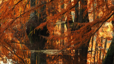 Photography titled "Cyprès chauves 2" by Florence Pouget-Landrieu, Original Artwork, Digital Photography