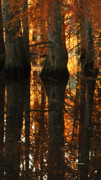 Photography titled "Cyprès chauves 3" by Florence Pouget-Landrieu, Original Artwork, Digital Photography