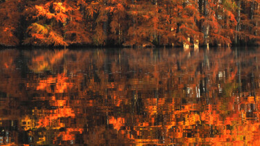 Photography titled "Cyprès chauves 5" by Florence Pouget-Landrieu, Original Artwork, Digital Photography